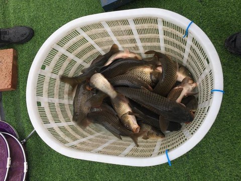 dnf水虎鱼什么钓